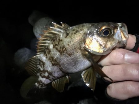 久しぶりの快勝！！