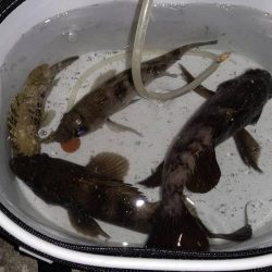 今日は活性が低かった気がする