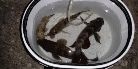 今日は活性が低かった気がする