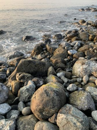 ゲストにヒラスズキ