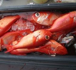 浜田釣舟　キンメ釣り