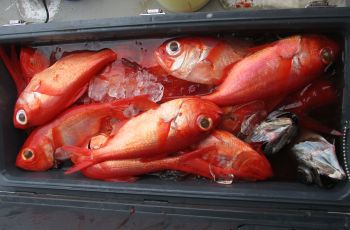 浜田釣舟　キンメ釣り