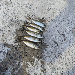 瀬戸内の島アジング(2020-3)