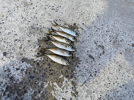 瀬戸内の島アジング(2020-3)