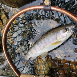 ヤマメちょいと！