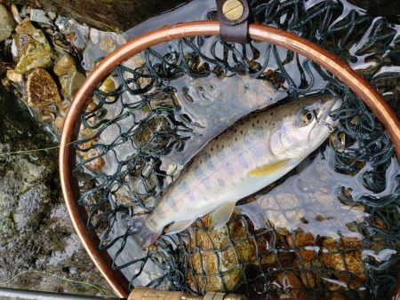 ヤマメちょいと！