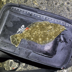 高砂メバリング(2020-8)