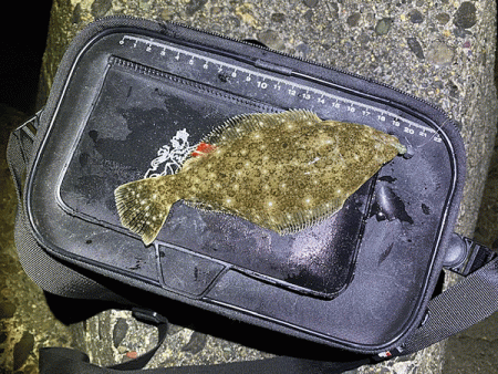 高砂メバリング(2020-8)