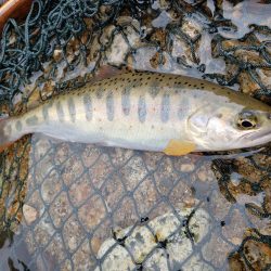 またまた、雨。でも止められません‼️