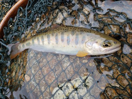 またまた、雨。でも止められません‼️