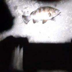 雨降り前にメバリング