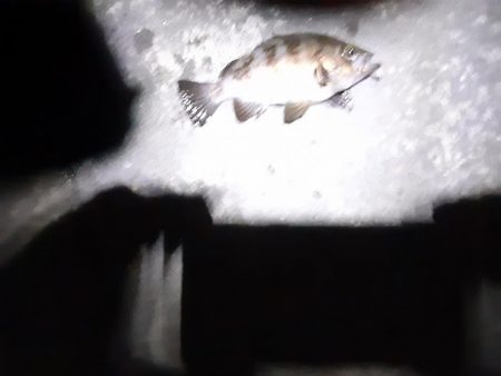 雨降り前にメバリング