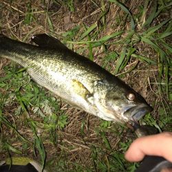 淀川のブラックバス