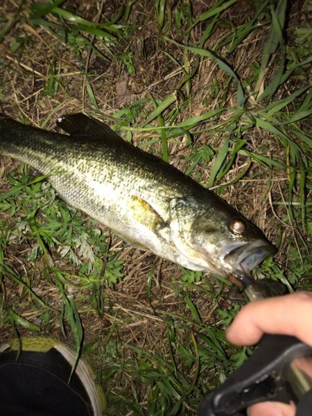 淀川のブラックバス