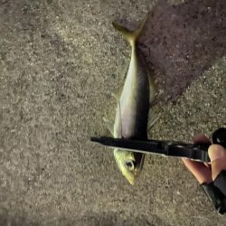 渋めのアジング