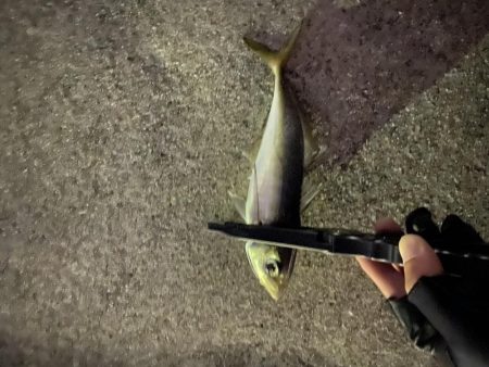 渋めのアジング