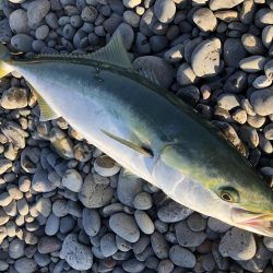 やっと釣れました