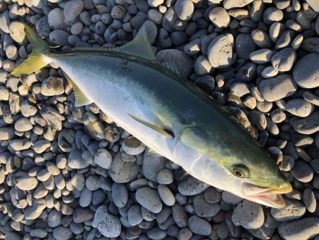 やっと釣れました