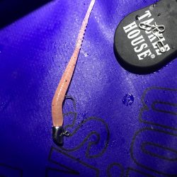 連日調査アジング