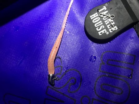 連日調査アジング