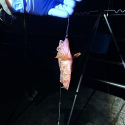 アジュール舞子でガシラ、ウミタナゴ