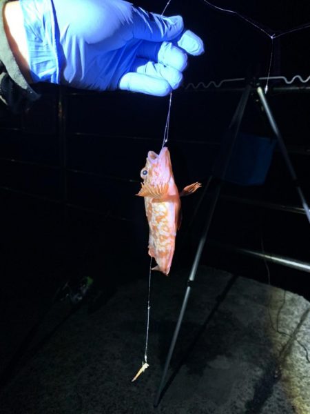 アジュール舞子でガシラ、ウミタナゴ