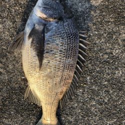 イチノ兄弟、釣果！