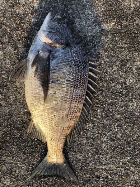 イチノ兄弟、釣果！