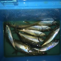 夜な夜なアジング