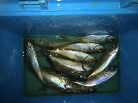 夜な夜なアジング