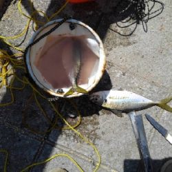 4/25釣果尺アジ結構釣れました！チヌガシラサバフグ