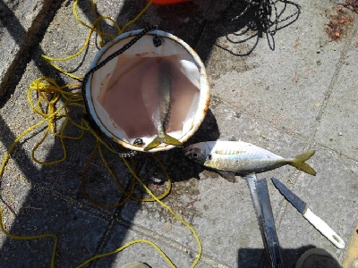 4/25釣果尺アジ結構釣れました！チヌガシラサバフグ