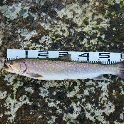 上げたのは五本、バラシ&チェイスを含めれば10本以上!