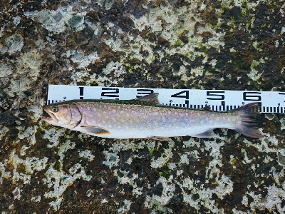 上げたのは五本、バラシ&チェイスを含めれば10本以上!