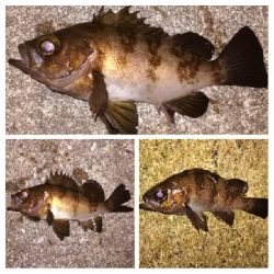 メバリング1845〜1927