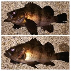 メバリング1840〜1920