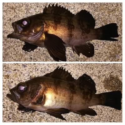 メバリング1840〜1920