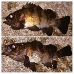 メバリング1840〜1915