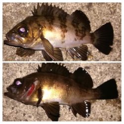 メバリング1840〜1920