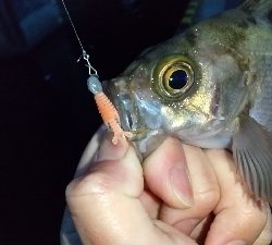 2020年4月6日釣行in箱崎ふ頭