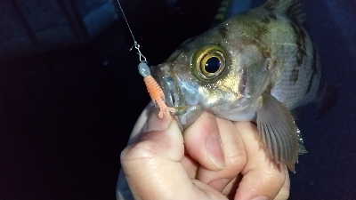 2020年4月6日釣行in箱崎ふ頭