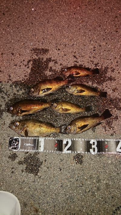 プラグに好反応♪