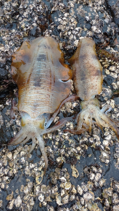 外出自粛要請ですが