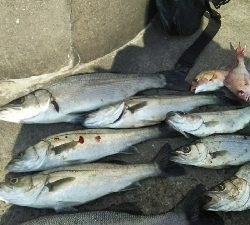 セイゴラッシュ！！