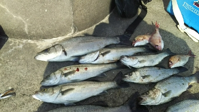 セイゴラッシュ！！