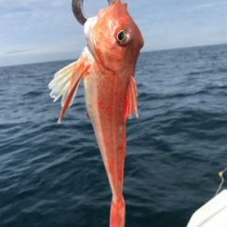 マイボートでタイラバ、ジギング、五目釣り