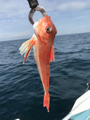 マイボートでタイラバ、ジギング、五目釣り