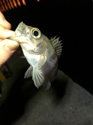 林崎漁港でアジング。