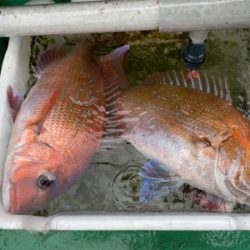 明石　　鯛サビキ
