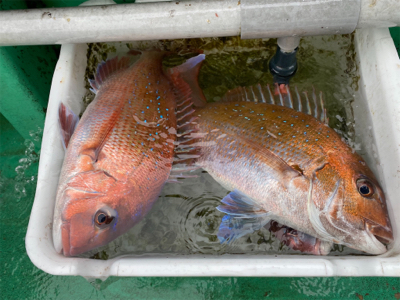 明石　　鯛サビキ